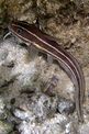 Pesce gatto di mare (Plotosus lineatus)