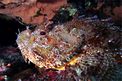 Scorfano rosso (Scorpaena scrofa)