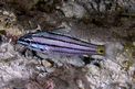 Pesce cardinale dai denti di cane (Cheilodipterus isostigmus)