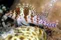 Pesce falco nano (Cirrhitichthys falco)
