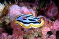 Chromodoris di coleman (Chromodoris cf. colemani)