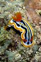 Chromodoris di coleman (Chromodoris cf. colemani)