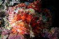 Pesce scorpione tassellato (Scorpaenopsis oxycephalus)