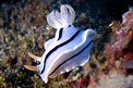 Chromodoris willani (Chromodoris willani)