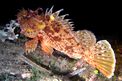 Scorfano rosso (Scorpaena scrofa)