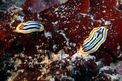 Chromodoris di coleman (Chromodoris cf. colemani)