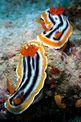 Chromodoris magnifica (Chromodoris magnifica)