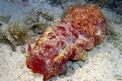 Ballerina spagnola (Hexabranchus sanguineus)