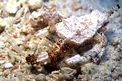 Pesce pegaso minore (Eurypegasus draconis)