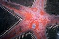 Stella pettine maggiore (Astropecten aranciacus)