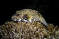 Pesce palla a punti bianchi (Arothron hispidus)