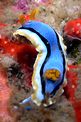 Chromodoris di anna (Chromodoris annae)