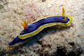 Chromodoris di anna (Chromodoris annae)