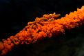 Granchio dei coralli neri (Xenocarcinus tuberculatus)