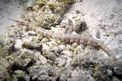 Pesce ago a punti gialli (Corythoichthys polynotatus)