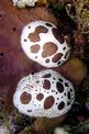 Vacchetta di mare (Discodoris atromaculata)