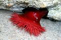 Pomodoro di mare (Actinia equina)