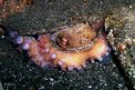 Polpo comune (Octopus vulgaris)