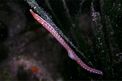 Pesce ago macchiato (Nerophis maculatus)