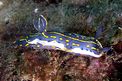 Doride dipinto (Hypselodoris picta)