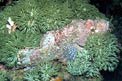 Pesce scorpione tassellato (Scorpaenopsis oxycephalus)