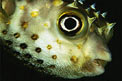 Pesce istrice (Cyclichthys spilostylus)
