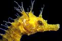 Cavalluccio marino (Hippocampus guttulatus)
