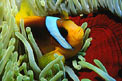 Pesce pagliaccio (Amphiprion bicinctus)