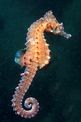 Cavalluccio marino (Hippocampus hippocampus)