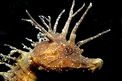 Cavalluccio marino (Hippocampus guttulatus)