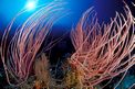 Corallo frusta (Juncella juncea)