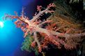 Coralli molli (Dendronephthya n.d.)
