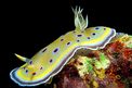 Chromodoris gemella (Chromodoris geminus)