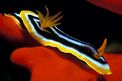 Nudibranchio pigiama (Chromodoris quadricolor)