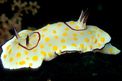 Nudibranchio (Chromodoris annulata)