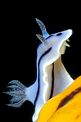 Chromodoris willani (Chromodoris willani)