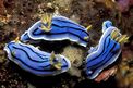 Nudibranchio (Chromodoris boucheti)