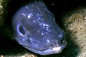 Grongo (Conger conger)