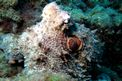 Polpo comune (Octopus vulgaris)