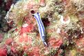 Doride tricolore (Hypselodoris tricolor)