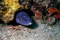 Grongo (Conger conger)
