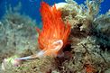 Dondice (Dondice banyulensis)