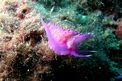 Flabellina rosa (Flabellina affinis)