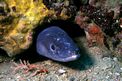 Grongo (Conger conger)