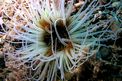 Cerianto (Cerianthus membranaceus)