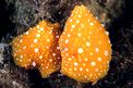 Fillidia mediterranea (Phyllidia flava)