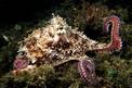 Polpo comune (Octopus vulgaris)