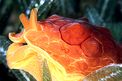 Lumacone tartaruga (Pleurobranchus testudinarius)