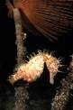 Cavalluccio marino (Hippocampus guttulatus)