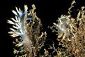 Flabellina bianca (Flabellina babai)